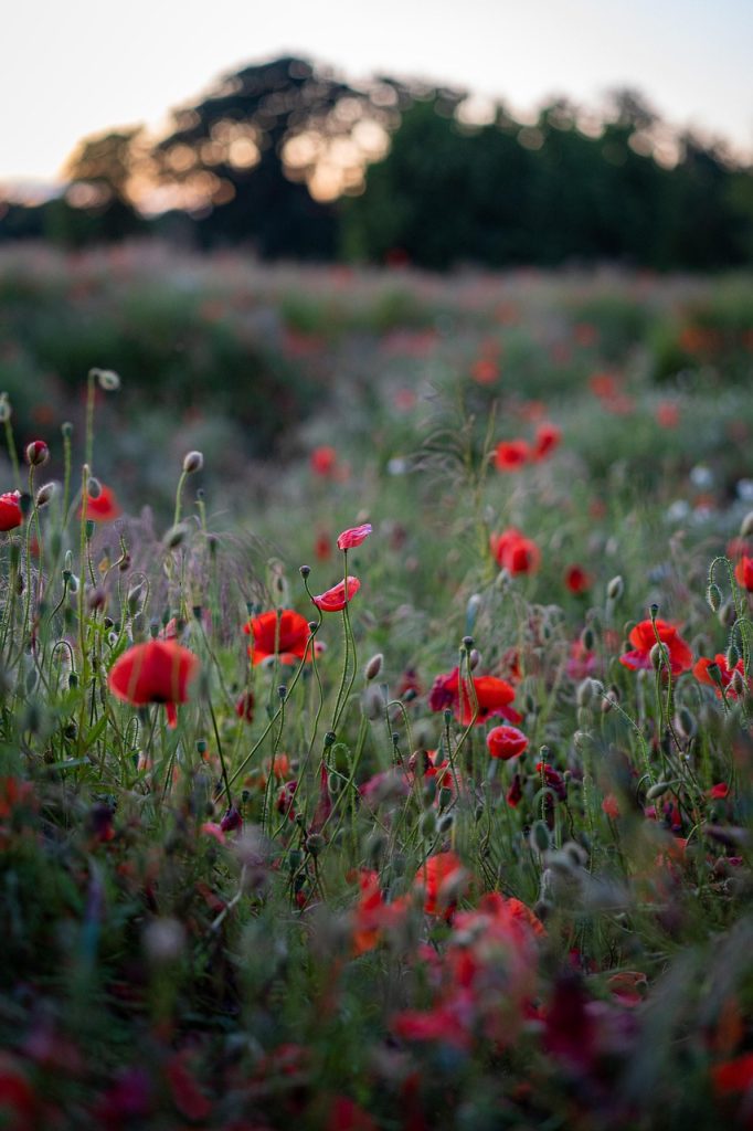 poppies, flower, field, beautiful flowers, sunset, flower meadow, red, nature, meadow, meadow flowers, flower wallpaper, flower background, flowers