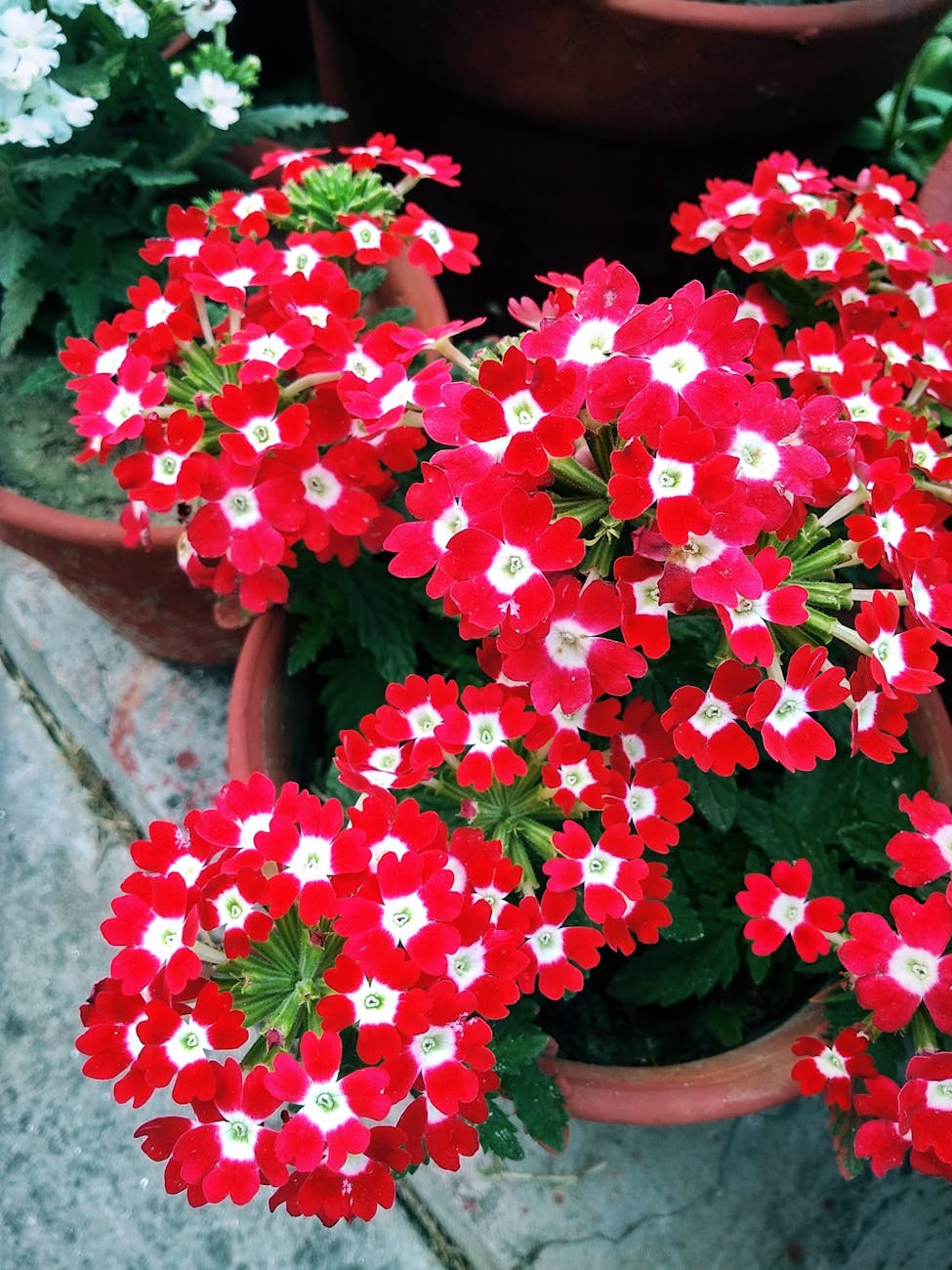 Close-up of vibrant red verbena flowers blooming in a terracotta pot outdoors.